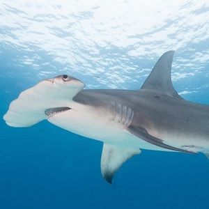 Meet your Posher, Troy